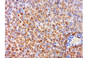 Paraformaldehyde-fixed, paraffin embedded mouse liver, Antigen retrieval by boiling in sodium citrate buffer (pH6) for 15min, Block endogenous peroxidase by 3% hydrogen peroxide for 30 minutes, Blocking buffer (normal goat serum) at 37°C for 20min, Antibody incubation with GPR126 Polyclonal Antibody, Unconjugated  at 1:600 overnight at 4°C, followed by a conjugated secondary and DAB staining. (G Protein-Coupled Receptor 126 anticorps  (AA 741-850))