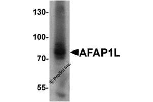 Western Blotting (WB) image for anti-Actin Filament Associated Protein 1-Like 1 (AFAP1L1) (N-Term) antibody (ABIN1031218) (AFAP1L1 anticorps  (N-Term))
