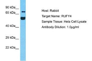 Host: Rabbit Target Name: RUFY4 Sample Tissue: Human Hela Whole Cell Antibody Dilution: 1ug/ml
