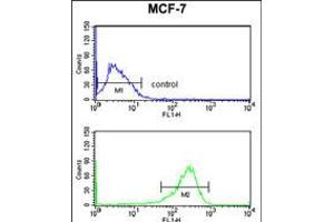 Flow cytometry analysis of MCF-7 cells (bottom histogram) compared to a negative control cell (top histogram). (SELT anticorps  (N-Term))