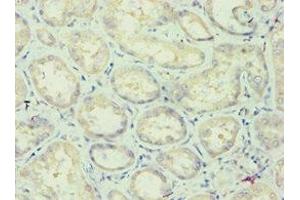 Immunohistochemistry of paraffin-embedded human kidney tissue using ABIN7144436 at dilution of 1:100