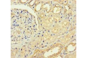 Immunohistochemistry of paraffin-embedded human kidney tissue using ABIN7167666 at dilution of 1:100