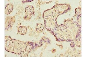 Immunohistochemistry of paraffin-embedded human placenta tissue using ABIN7152088 at dilution of 1:100 (ELF2 anticorps  (AA 1-140))