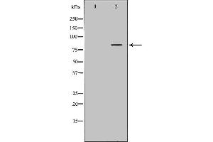 Western blot analysis of Hela whole cell lysates, using SLC3A1 Antibody. (SLC3A1 anticorps  (C-Term))