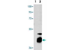 Western blot analysis of DUSP7 (arrow) using DUSP7 polyclonal antibody . (DUSP7 anticorps  (N-Term))