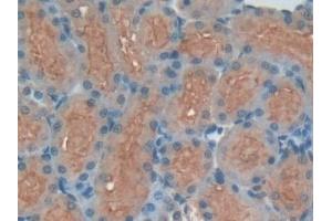 Detection of HMWK in Rat Kidney Tissue using Polyclonal Antibody to High Molecular Weight Kininogen (HMWK)