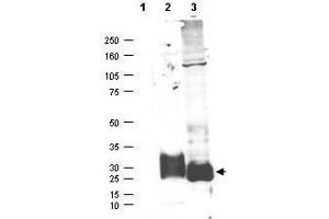 Western blot using  affinity purified anti-MAGP-2 antibody shows detection (arrowhead) of secreted MAGP-2 (lane 2) and MAGP-2 present in a MAGP-2 transfected HEK293 lysate (lane 3). (MFAP5 anticorps)