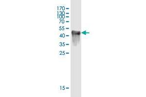 Western Blot detection against Immunogen (43. (DBNDD1 anticorps  (AA 1-156))