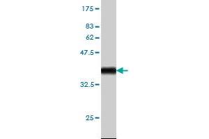 Western Blot detection against Immunogen (35.