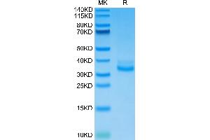 Mouse CLEC12A on Tris-Bis PAGE under reduced condition. (CLEC12A Protein (AA 65-267) (His tag))