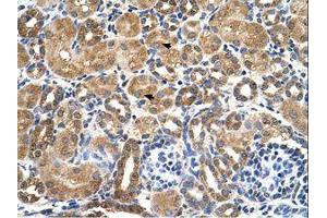 Image no. 1 for anti-serine/threonine Kinase 3 (STK3) (AA 351-400) antibody (ABIN321500)