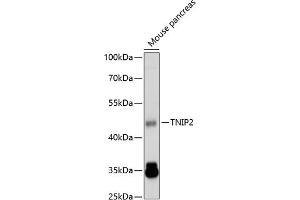 Western blot analysis of extracts of mouse pancreas, using TNIP2 antibody  at 1:1000 dilution. (TNIP2 anticorps  (AA 240-429))