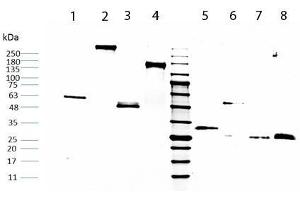 SDS-PAGE of Human IgG Fc. (Human IgG Isotype Control)