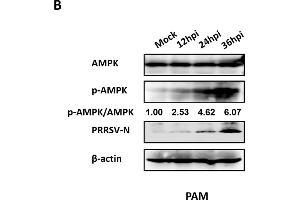 PRRSV infection upregulated AMPK phosphorylation levels.