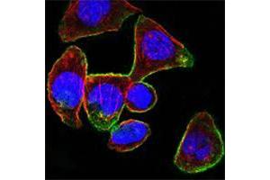 Confocal immunofluorescence analysis of PANC-1 cells using CD44 mouse mAb (green). (CD44 anticorps)