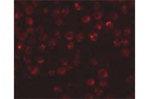 Immunofluorescence staining of rat dorsal root ganglia tissue with 20 ug/mL NDUFAF2 polyclonal antibody .