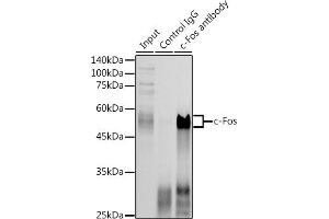 Immunoprecipitation analysis of 300 μg extracts of HeLa cells using 3 μg c-Fos antibody (ABIN3020747, ABIN3020748, ABIN3020749, ABIN1512925 and ABIN6213704). (c-FOS anticorps  (AA 211-380))