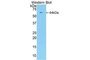Western Blotting (WB) image for anti-TNF Receptor Superfamily, Member 6 (FAS) (AA 21-170) antibody (ABIN1858798) (FAS anticorps  (AA 21-170))