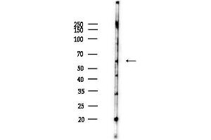 Western blot analysis of lysates from HepG2 cells(heat-shock,45 min treatment), using Nicalin Antibody at 1/1000 dilution.