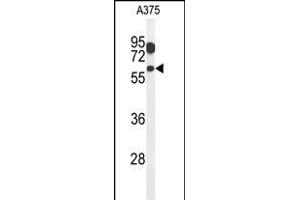 Western blot analysis of ZACN Antibody (C-term) (ABIN651282 and ABIN2840169) in  cell line lysates (35 μg/lane). (ZACN anticorps  (C-Term))