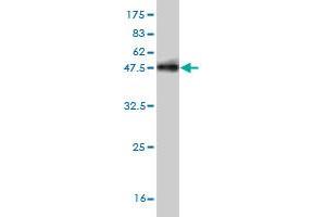 Western Blot detection against Immunogen (37.