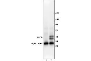 SIRT2 antibody (pAb) tested by Immunoprecipitation. (SIRT2 anticorps  (C-Term))