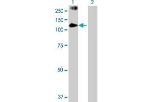 Western Blot analysis of PASD1 expression in transfected 293T cell line by PASD1 MaxPab polyclonal antibody.
