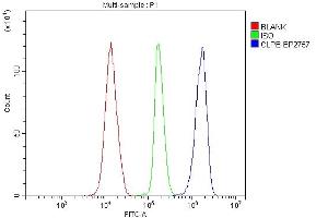 anti-ClpB Caseinolytic Peptidase B Homolog (CLPB) (AA 438-707) antibody