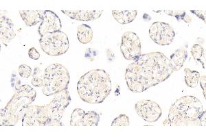 Detection of ANGPT2 in Human Placenta Tissue using Polyclonal Antibody to Angiopoietin 2 (ANGPT2) (Angiopoietin 2 anticorps  (AA 24-165))