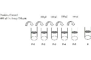 This picture shows the preparation of the positive control.