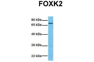 Host:  Rabbit  Target Name:  FOXK2  Sample Tissue:  Human 293T  Antibody Dilution:  1. (Forkhead Box K2 anticorps  (Middle Region))