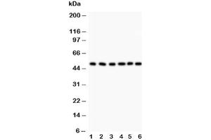 Western blot testing of GFAP antibody and Lane 1:  rat brain (GFAP anticorps  (AA 93-432))