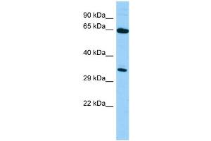 WB Suggested Anti-Hlf Antibody Titration: 1. (HLF anticorps  (N-Term))