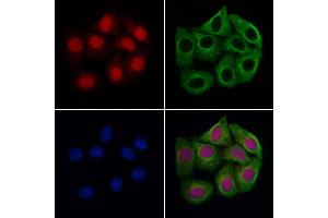 ABIN6266025 and ABIN6277652 staining Hela cells by IF/ICC. (WHSC1L1 anticorps  (N-Term))