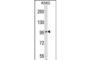 PDE6A Antibody (Center) (ABIN657144 and ABIN2846281) western blot analysis in K562 cell line lysates (35 μg/lane). (PDE6A anticorps  (AA 308-336))
