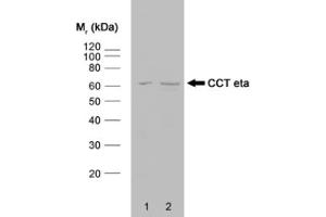 Western blot analysis of HeLa whole cell lysate (1) and HeLa heat stressed whole cell lysate (2) probed with RAT ANTI CCT ETA (ABIN119787) followed by F(ab')2 RABBIT ANTI RAT IgG:HRP (ABIN119759). (CCT7 anticorps)