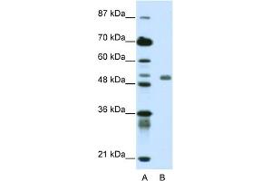 WB Suggested Anti-DEAF1 Antibody Titration:  0.