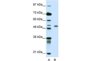 WB Suggested Anti-DEAF1 Antibody Titration:  0. (DEAF1 anticorps  (C-Term))