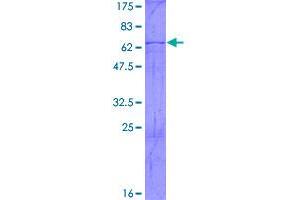 Image no. 1 for ELAV (Embryonic Lethal, Abnormal Vision, Drosophila)-Like 2 (Hu Antigen B) (ELAVL2) (AA 1-346) protein (GST tag) (ABIN1352667)