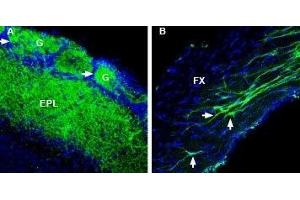 Expression of RIC-3 in mouse olfactory bulb and fornix - Immunohistochemical staining of perfusion-fixed frozen mouse brain sections with Anti-RIC3 Antibody (ABIN7043599, ABIN7044633 and ABIN7044634), (1:400), followed by goat-anti-rabbit-AlexaFluor-488.