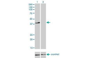 Western blot analysis of RFC4 over-expressed 293 cell line, cotransfected with RFC4 Validated Chimera RNAi (Lane 2) or non-transfected control (Lane 1). (RFC4 anticorps  (AA 254-363))