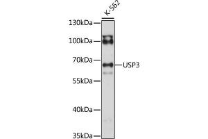 Western blot analysis of extracts of K-562 cells, using USP3 antibody (ABIN7271156) at 1:1000 dilution.