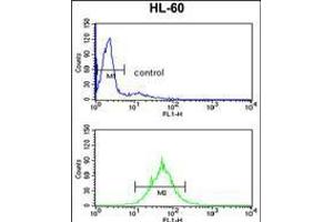 Flow cytometry analysis of HL-60 cells (bottom histogram) compared to a negative control cell (top histogram). (PSME2 anticorps  (AA 61-91))