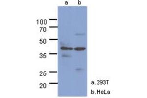 Western Blotting (WB) image for anti-N-Acetylglucosamine Kinase (NAGK) antibody (ABIN1490756) (NAGK anticorps)