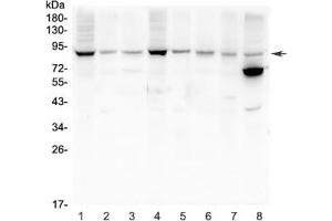 Western blot testing of rat 1) brain, 2) heart, 3) kidney and mouse 4) brain, 5) heart, 6) kidney, 7) small intestine and 8) NIH3T3 lysate with MFN2 antibody. (MFN2 anticorps  (AA 601-757))