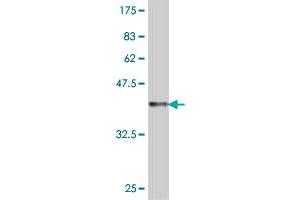 Western Blot detection against Immunogen (37.