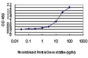 Detection limit for recombinant GST tagged DLX2 is approximately 1ng/ml as a capture antibody. (DLX2 anticorps  (AA 1-110))