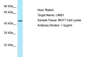 Host: RabbitTarget Name: LIMS1Antibody Dilution: 1. (LIMS1 anticorps  (C-Term))