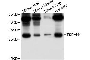 Western blot analysis of extract of various cells, using TSPAN4 antibody. (TSPAN4 anticorps)
