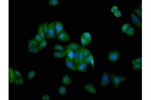 Immunofluorescence staining of HepG2 cells with ABIN7153297 at 1:166, counter-stained with DAPI.